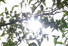 서울 22일째 열대야, 한낮엔 35℃ 폭염...곳곳 소나기[날씨]