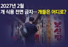 식용견 마리당 최대 60만원 보상... "안락사 계획 없어" [앵커리포트]