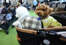 "출산율 꼴찌 한국서 '개모차' 판매 급증" 외신도 관심