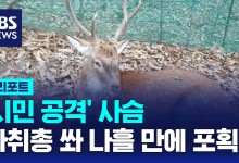 '시민 공격' 사슴, 마취총으로 포획[AI D리포트]