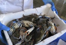 '외래종 꽃게' 침공에 골치 앓는 이탈리아…"먹어서 없애자"