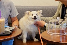국민 3분의 1이 함께 사는데…반려동물 음식점 출입에 반응 엇갈려