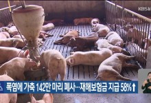 폭염에 가축 142만 마리 폐사…재해보험금 지급 58%↑