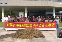애써 키운 논 엎을 판…농민들 벼멸구 재해 촉구
