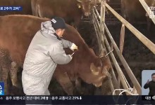 구제역 ‘방역대 밖’ 확산…“백신 접종 속도전”