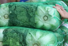 “5월 농산물값 안정세…배추 32% 내리고 대파 42% 하락”