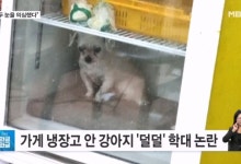 가게 안 냉장고 속 강아지…동물학대 의혹에 논란[인터넷 와글와글]