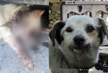 군인이 쏜 비비탄총 맞아 죽은 노견…“정조준하듯 난사, 강력히 처벌해달라”