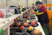 올 추석 사과·배 3만톤 집중 출하…선물세트도 10만개 공급