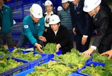 가격 급등 배추·무…농식품부, 비축물량 하루 200톤 도매시장 방출