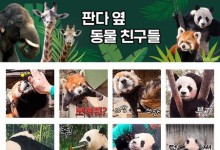 에버랜드, '판다 옆 동물 친구들' 이모티콘 출시