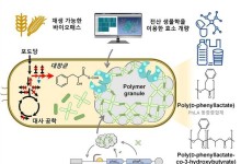 KAIST, 플라스틱 대체 가능한 방향족 폴리에스터 증산 전략 기술 개발
