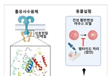 KIST, 점안 투여 가능한 새 건성 황반변성 치료 물질 개발