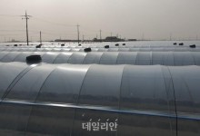 농진청 “겨울 시설감자, 온도・환기 관리가 중요”