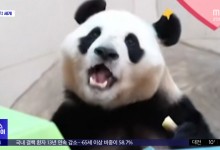 중국 판다기지 "25일 푸바오 외부 공개"[이 시각 세계]