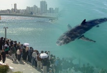 부산 상어 '부캉이' 보호에 공무원 105명 투입…3분 대기조 가동