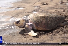 7년 치료 끝낸 붉바다거북, 내일 제주 바다로 귀환