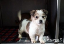 동물 잔인 살해 시 징역 최대 3년까지...대법원 양형 기준 강화