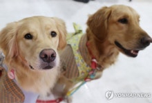 이웃집 개가 반려견 물어 고통…法 "위자료 200만원 배상"[주목 이 판결]