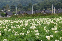BERJAYA