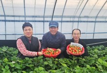 쿠팡, 전국서 딸기 2600톤 매입… “작년보다 2배 증가”