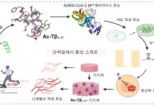 천연물에서 찾은 신약 실마리…바이러스 잡고 상처도 치유한다