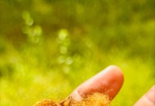 2000년 전 고대 황금실크, 키조개로 되살렸다