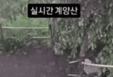 [영상] "이건 재앙 수준, 기절할 뻔"… 계양산 점령한 '러브버그' 충격