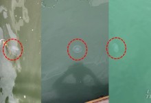 바다 고수온에 해파리 증가…경기도, 어업 피해 등 주의 당부
