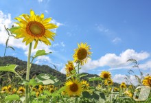 9월 첫날에도 전국 무더위…'가을문'에 조금씩 천천히[내일날씨]