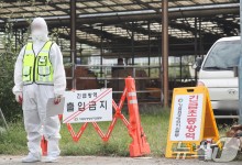 강원 고성 한우농장서 럼피스킨 발생…올해 8번째
