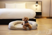 "반려견과 제주로 떠나볼까"…글래드, '펫프렌들리' 서비스 개시