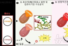 꿀벌부채명나방 장서 찾은 산화효소로 폐플라스틱 생분해