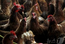 미국서 조류인플루엔자 첫 사망자 보고…"65세 넘은 기저질환자"(상보)