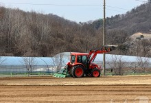 논에서 인삼 재배, 전체 면적의 50%까지 늘어…"토양관리 필수"