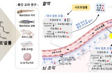 화장품·세제 천연 향료 '시트로넬롤' 뇌 신경독성 가능성 입증
