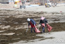 제주도, 골칫덩이 괭생이모자반으로 화장품 개발 추진