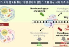 국내 연구팀, 유전질환 치료 핵심 '정밀 유전자 편집 효율' 3배 높여