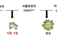 KAIST, 식물 자가면역 유발 단백질 'DM3' 구조·기능 규명