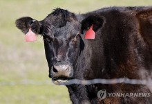 美 축산업계, 트럼프에 "韓의 '30개월 이상 소고기 수입금지' 풀어달라"