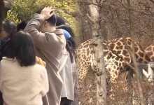 완연한 봄 기운 만끽하자…동물원 나들이객 북적