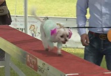 반려동물 축제 2025 임실N펫스타 오늘 오수서 개막