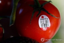 미국, 멕시코산 토마토에 17% 관세…2019년 무관세 협정 종료