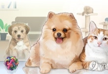 '멍냥이' 동반식당 내년 4월부터 확대…안전·위생대책은 '아직'