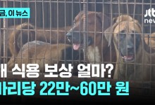 개식용 논란 '끝'…마리당 올해는 60만원 보상, 50만 마리 운명은