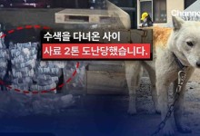 산불 현장서 사료 2톤 도난 당했다 [자막뉴스]