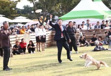 포항·경주서 반려동물 축제 열린다