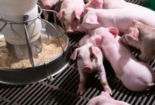 여전히 반려동물 위주…농장·실험동물은 소외된 정부 정책