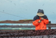 러브버그 기승에… “국민들, 참을 줄도 알아야 한다”는 인천 계양구청장