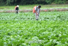 배추·무 유통비용 60∼70% 달해…"생산자·소비자 부담 커져"